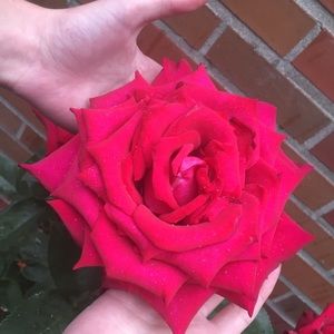 Meet your Posher, Alysha